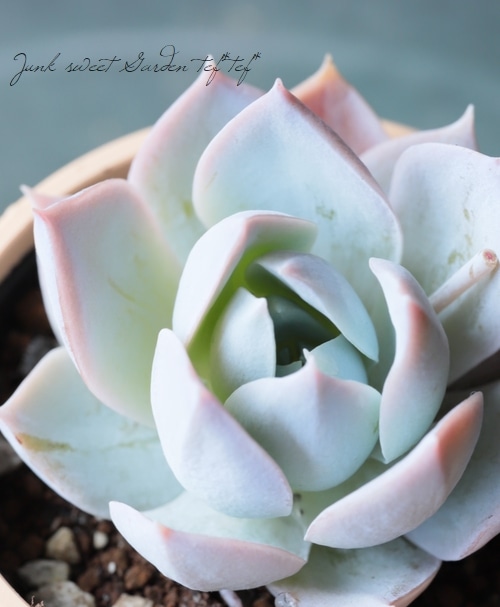 多肉植物】 『スアベオレンス』 エケベリア属 いとうぐりーん | すべて