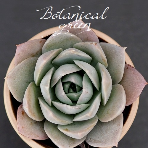 多肉植物】 『スアベオレンス』 エケベリア属 いとうぐりーん | すべて