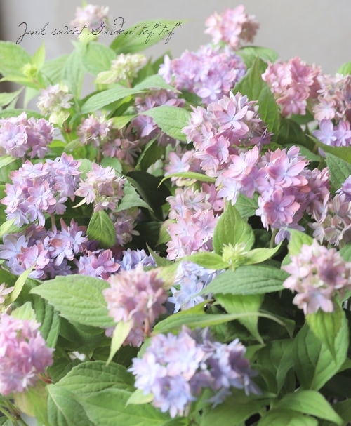 夏☀︎SALE！ユーカリと紫陽花のラベンダーカラーハーフリース　バラプルモルサ 夏☀︎SALE！ユーカリと紫陽花のラベンダーカラーハーフリース