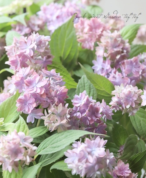 山紫陽花交配種 『マルルー』 ラベンダーピンク 【A】 | Flower