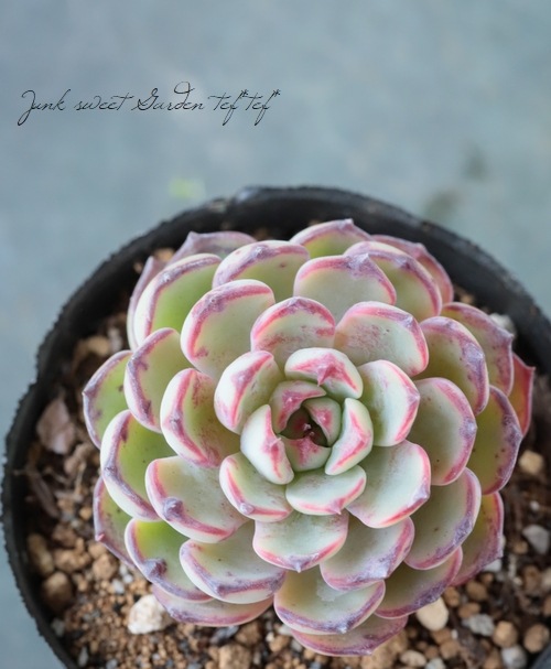 ��¿����ʪ�� �إ��󥷥Ρ١������٥ꥢ°�����Ȥ����꡼��