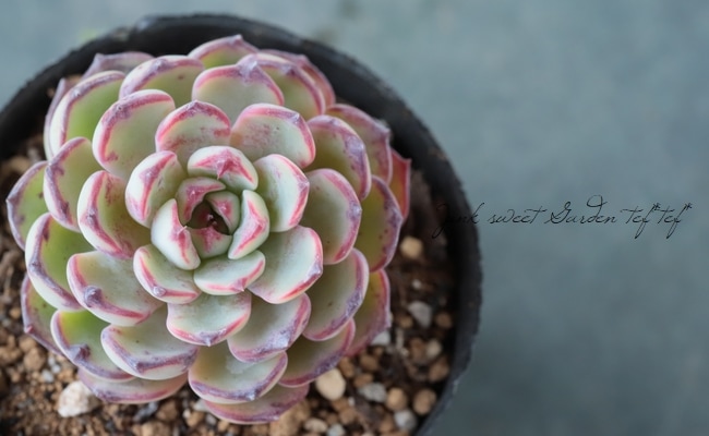 ��¿����ʪ�� �إ��󥷥Ρ١������٥ꥢ°�����Ȥ����꡼��