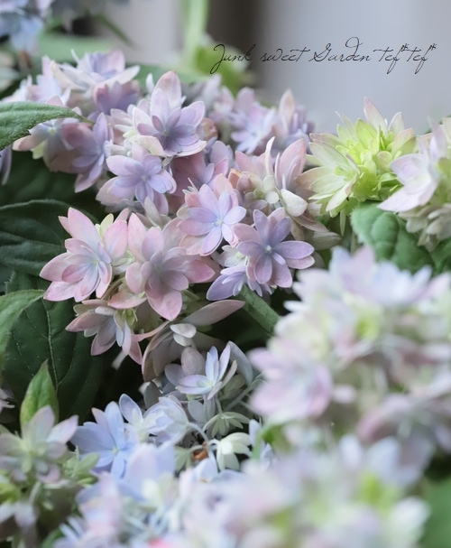 山紫陽花交配種 『マルルー』 ラベンダーピンク 【A】 | Flower