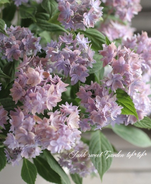 山紫陽花交配種 『マルルー』 ラベンダーピンク 【A】 | Flower