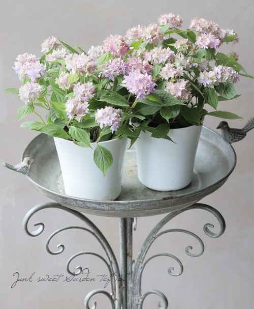 夏☀︎SALE！ユーカリと紫陽花のラベンダーカラーハーフリース　バラプルモルサ 夏☀︎SALE！ユーカリと紫陽花のラベンダーカラーハーフリース