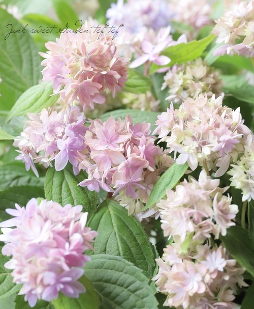山紫陽花交配種 『マルルー』 ラベンダーピンク 【A】 | Flower
