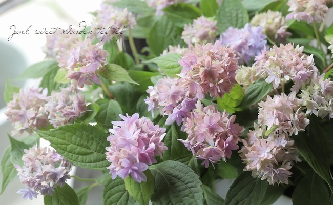 山紫陽花交配種 『マルルー』 ラベンダーピンク 【A】 | Flower