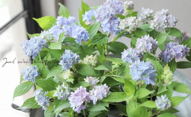 山紫陽花交配種 『マルルー』 ラベンダー | すべての商品 | | Junk