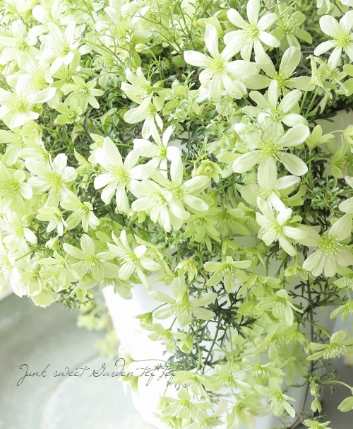 �ե����ƥ꡼�ϥ���ޥ��� �إڥȥꥨ���١����7��