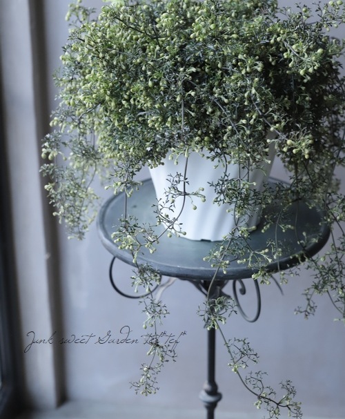 �ե����ƥ꡼�ϥ���ޥ��� �إڥȥꥨ���١����7��