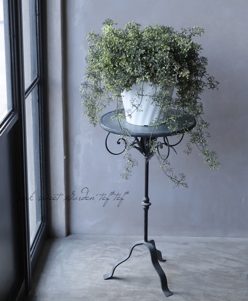 �ե����ƥ꡼�ϥ���ޥ��� �إڥȥꥨ���١����7��