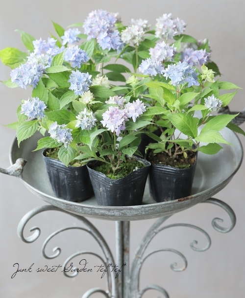 山紫陽花交配種 『マルルー』 ラベンダー | すべての商品 | | Junk