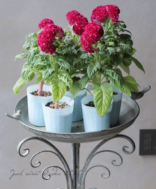 �����ȥ� (��������)����ץ饤�����إ٥�٥åɡ١�