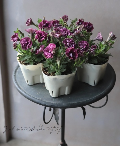 �ڲ�˧���ꥸ�ʥ�� Ȭ�ź餭�ڥ���˥�������ꥨ�åȡ��إ����磻��١�