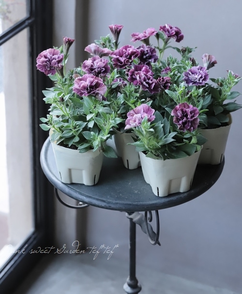 �ڲ�˧���ꥸ�ʥ�� Ȭ�ź餭�ڥ���˥�������ꥨ�åȡ��إ����磻��١�