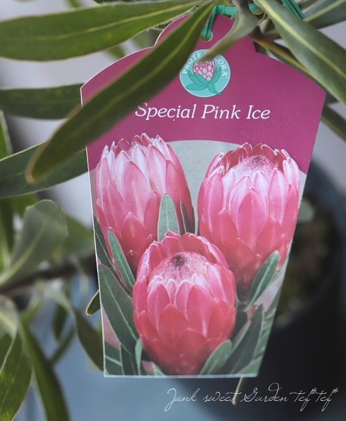 プロテア 《スペシャルピンクアイス》 C プロテア スペシャルピンク