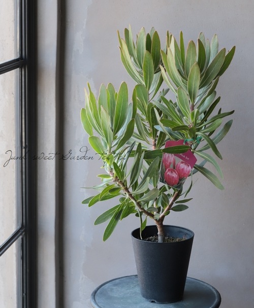 プロテア 『スペシャルピンクアイス』 オーストラリアンプランツ