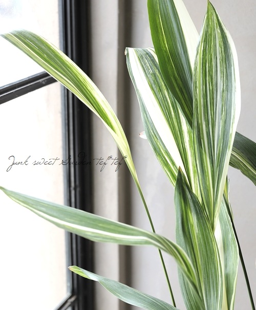 観葉植物】観賞用 縞葉蘭 -ハラン- 【斑入り】 | すべての商品