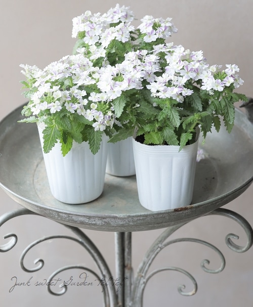 宿根バーベナ 『はなあかり』 | すべての商品 | | Junk sweet Garden