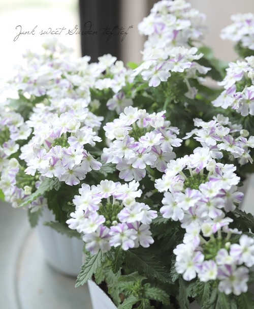 �ɺ��С��٥� �ؤϤʤ������