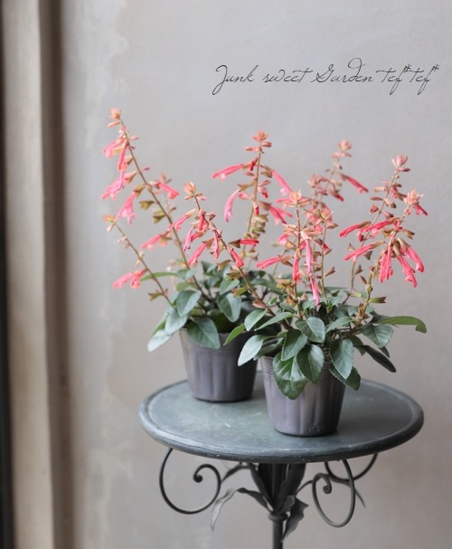 ����ӥ����ޥʥ������إ���󥸡�