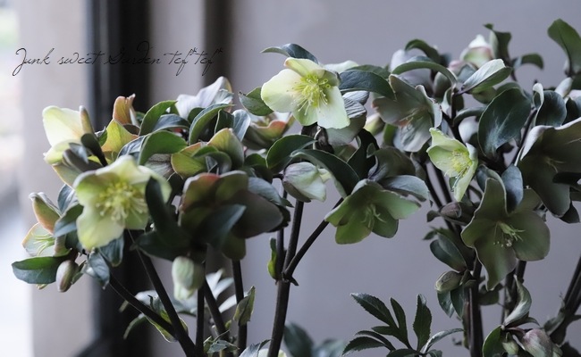 クリスマスローズ 『Guess』 | すべての商品 | | Junk sweet