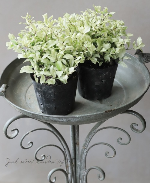 ヒサカキ 『白天 -はくてん-』 | すべての商品 | | Junk sweet Garden