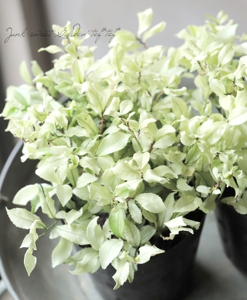 ヒサカキ 『白天 -はくてん-』 | すべての商品 | | Junk sweet Garden