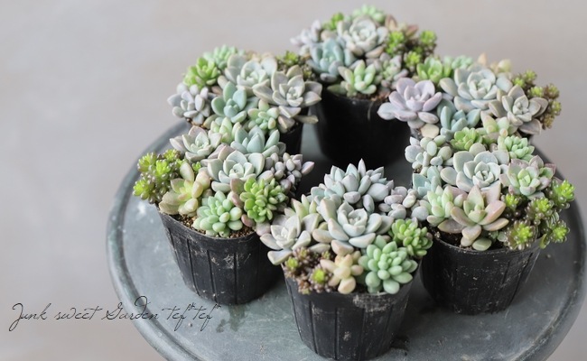 多肉植物】『Yourself！寄せ植え』【Hタイプ】 | すべての商品