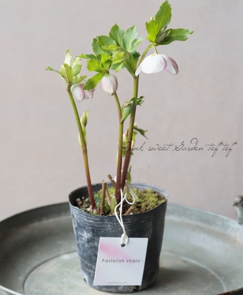 大和園】 クリスマスローズ 『パステリッシュストレイン』 2026【T