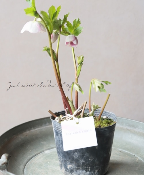 大和園】 クリスマスローズ 『パステリッシュストレイン』 2026【T