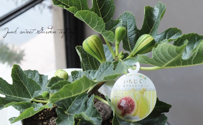 果樹 手毬イチジク ゼブラスイート シマシマの実 実付 すべての商品 Junk Sweet Garden Tef Tef