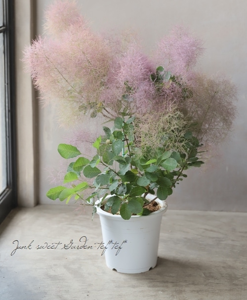 野生のワイルドなもみの木さんセット【クリスマス花材＊ブーケ】樅の木