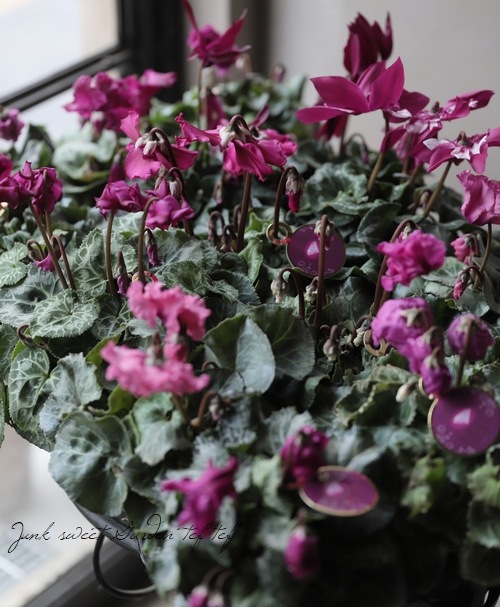 ガーデンシクラメン・ジュエリーシリーズ 『モカ』 【MIX】 | すべての