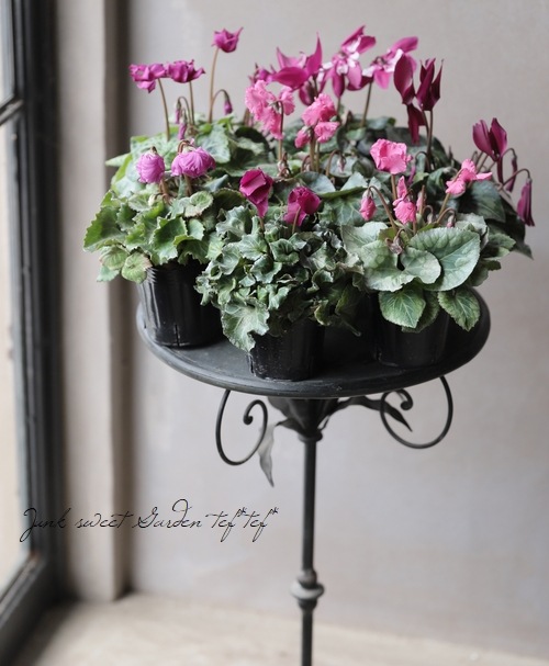 ゴ*マ様 【特選】　シクラメン　5鉢　モカジュエリーシリーズ ガーデンシクラメン・ジュエリーシリーズ 『モカ』 【MIX】 | すべての