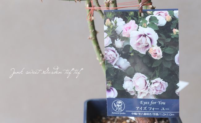バラ苗切りバラ苗、Sweet...ey♡s バラ苗 切りバラ苗 Sweet Ey♡s バラ（園芸種) Rosa sp. バラ科