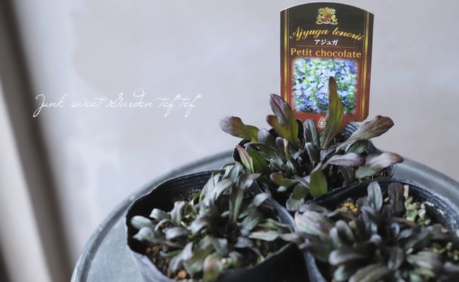 アジュガ 『プチチョコレート』 | すべての商品 | | Junk sweet Garden