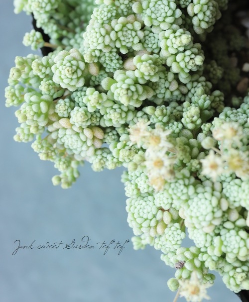 ��¿����ʪ�ۡإѥ�󥹡١���ʥ�ƥ�°�����Ȥ����꡼��