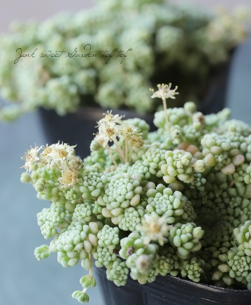 ��¿����ʪ�ۡإѥ�󥹡١���ʥ�ƥ�°�����Ȥ����꡼��