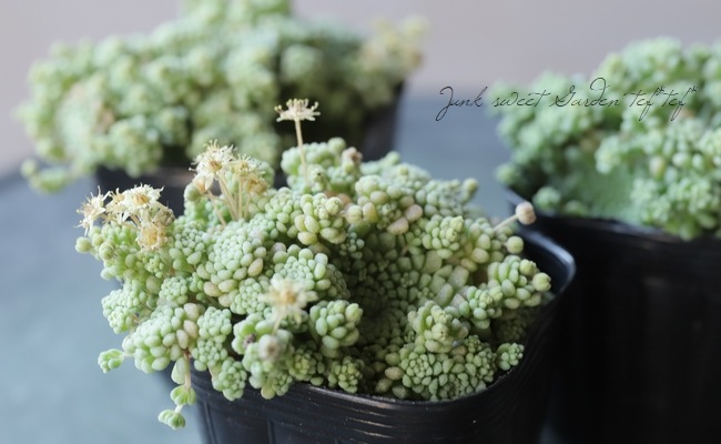 ��¿����ʪ�ۡإѥ�󥹡١���ʥ�ƥ�°�����Ȥ����꡼��