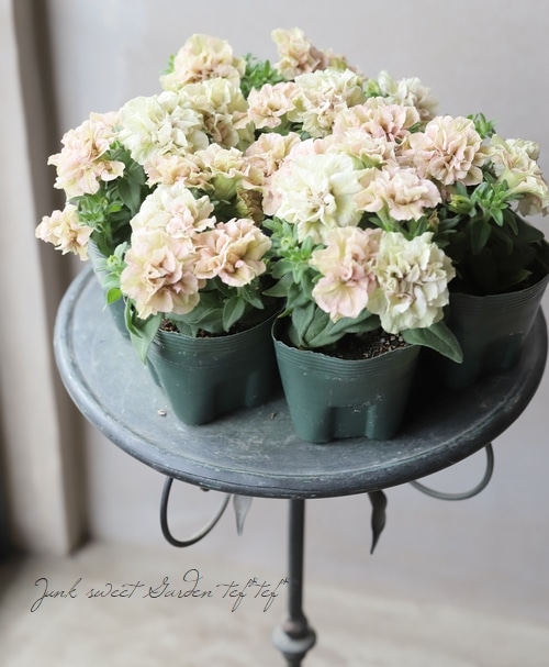 ゲブラオリジナル】 八重咲きペチュニア 『てまり珊瑚