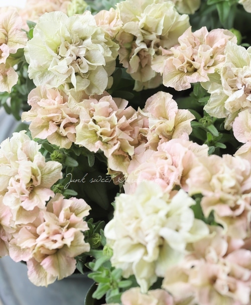 ゲブラオリジナル】 八重咲きペチュニア 『てまり珊瑚