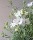 �ǥ�ե��˥��ࡡ�إߥ륭���ߥ�ȡ�