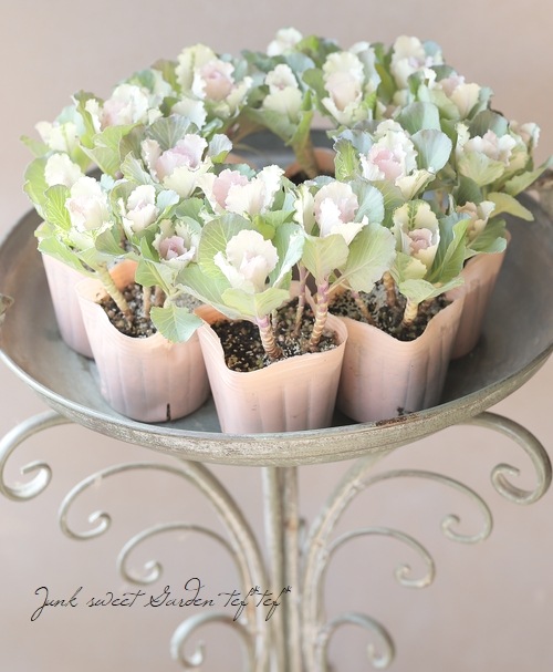 □葉牡丹 『ディアスノー』 ブーケ仕立て | すべての商品 | | Junk