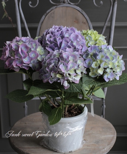 紫陽花 『ブルダニューブ』 | すべての商品 | | Junk sweet Garden tef