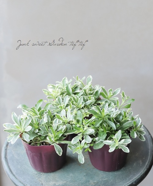 斑入りアラビス・プロクレンス 『バリエガータ』 『ハーレークイーン