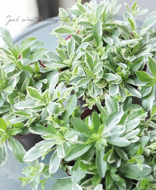 特価　激レア　スキンダプサス　ラカンビニ　斑入り　バリエガータ　新芽展開中 激レア スキンダプサス ラカンビニ 斑入り バリエガータ 新芽展開中