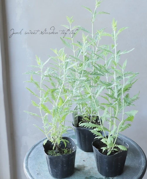 ベストセレクション4 サイカス カイルンシアナ ブルー葉 ドワーフ 最高！