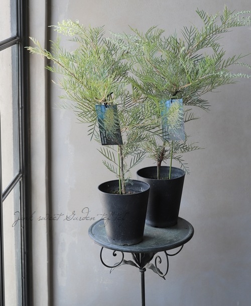 グレビレア　アイボリーホイップ　2 園芸ネット本店｜[ザ・ファームセレクト]グレビレア：アイボリー