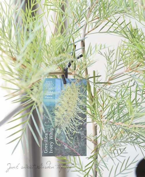 グレビレア 『アイボリーホイップ』 オーストラリアンプランツ